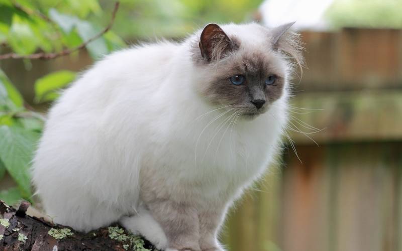 The 10 Best Cat Types for First-Time Owners - My Petz Care