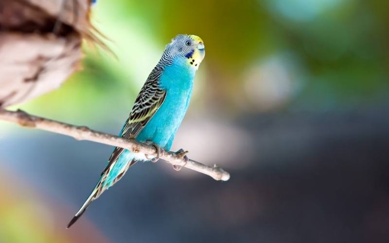 Budgerigar