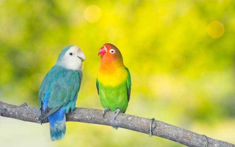 7 Top Low-Maintenance Pet Birds | My Petz Care