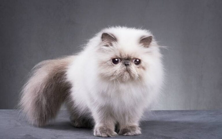 persian-cats-breeding-facts-my-petz-care