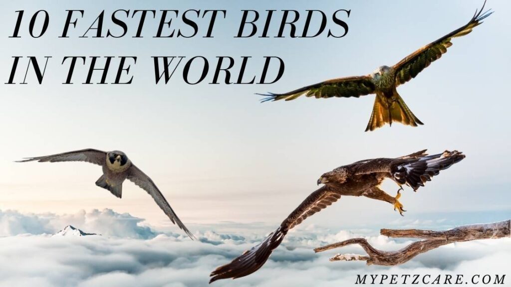 Top 10 Fastest Birds in the world - My Petz Care