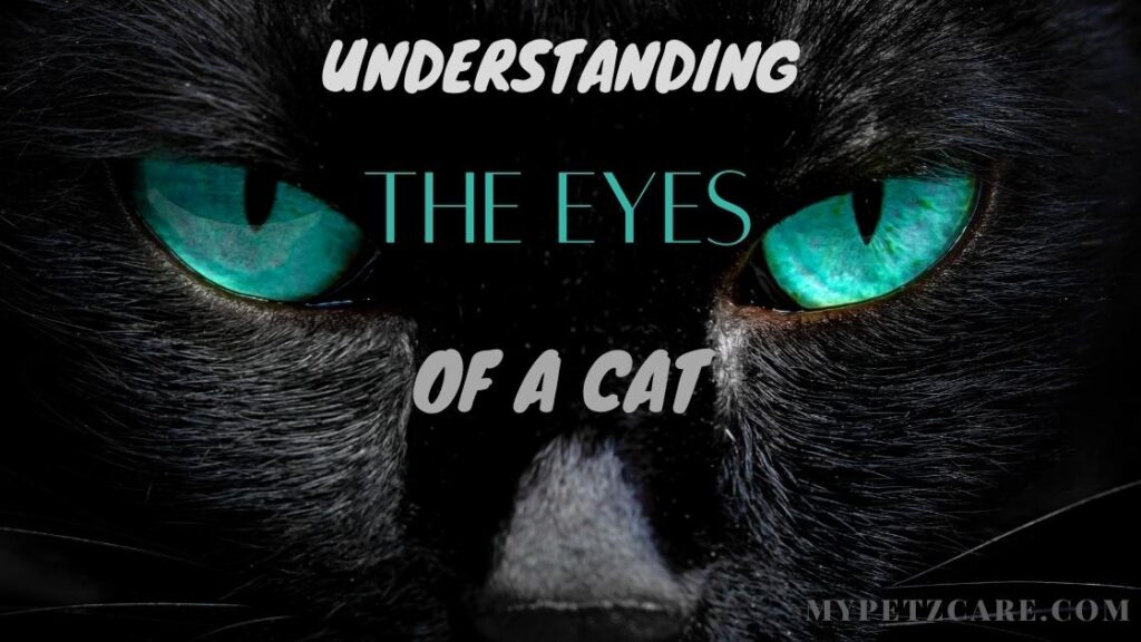 Understanding the Eyes of a Cat - My Petz Care