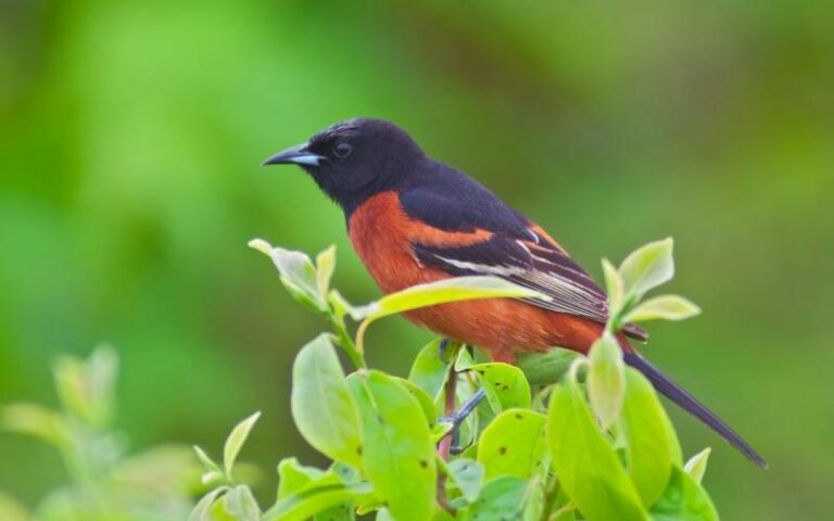 The Adorable Oriole Bird - My Petz Care